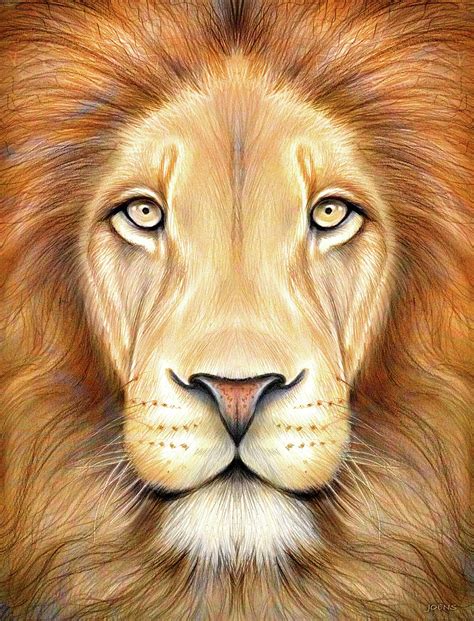lion drawings with color